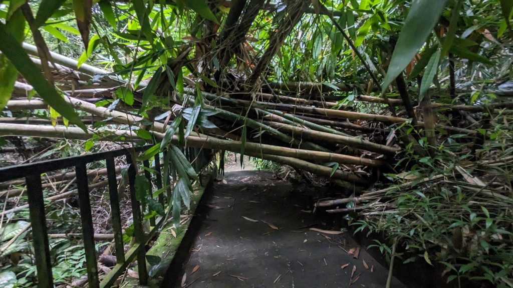 Toraja Baby Graves in Tarra Trees: Kambira and Turunan, Sangalla