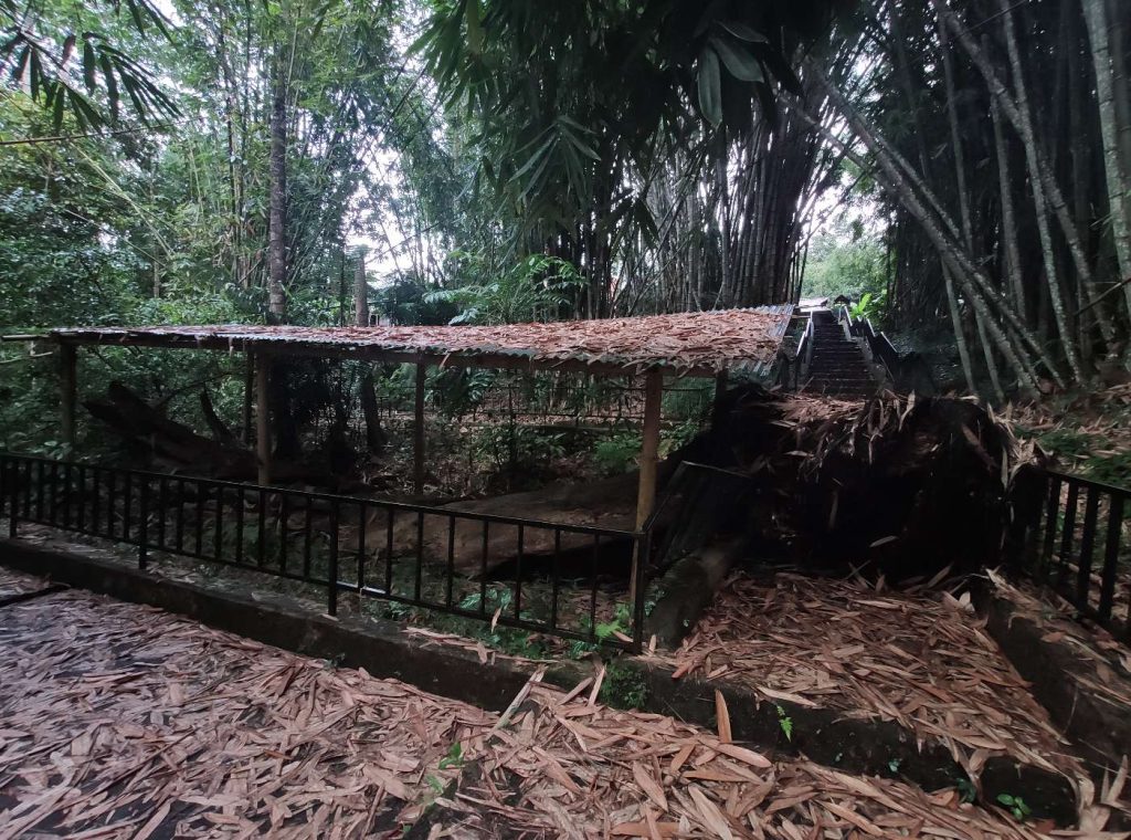 Toraja Baby Graves in Tarra Trees: Kambira and Turunan, Sangalla